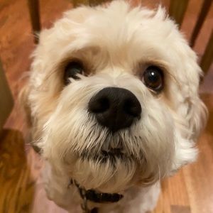 Meet your Posher, Tara